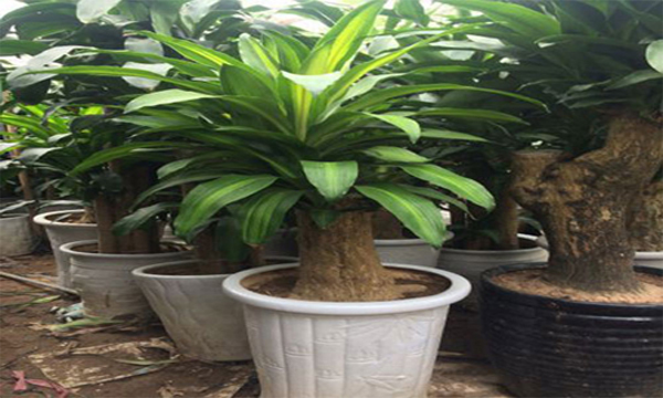 cay-xanh-trong-nha_15.jpg
