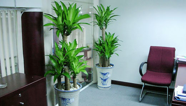 cay-xanh-trong-nha_16.jpg