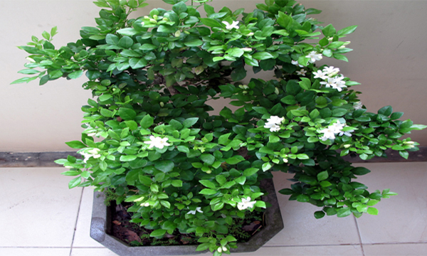 cay-xanh-trong-nha_218.jpg